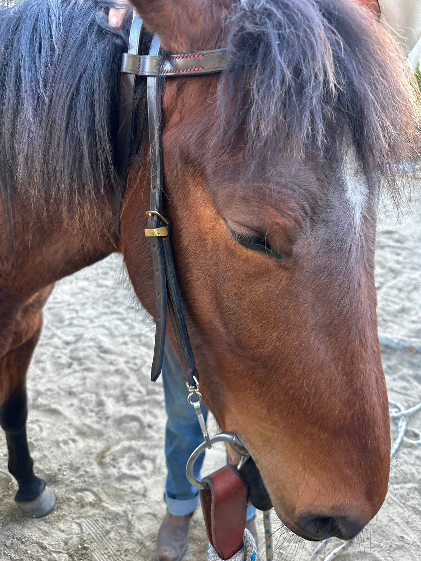 Customised Leather Bridle