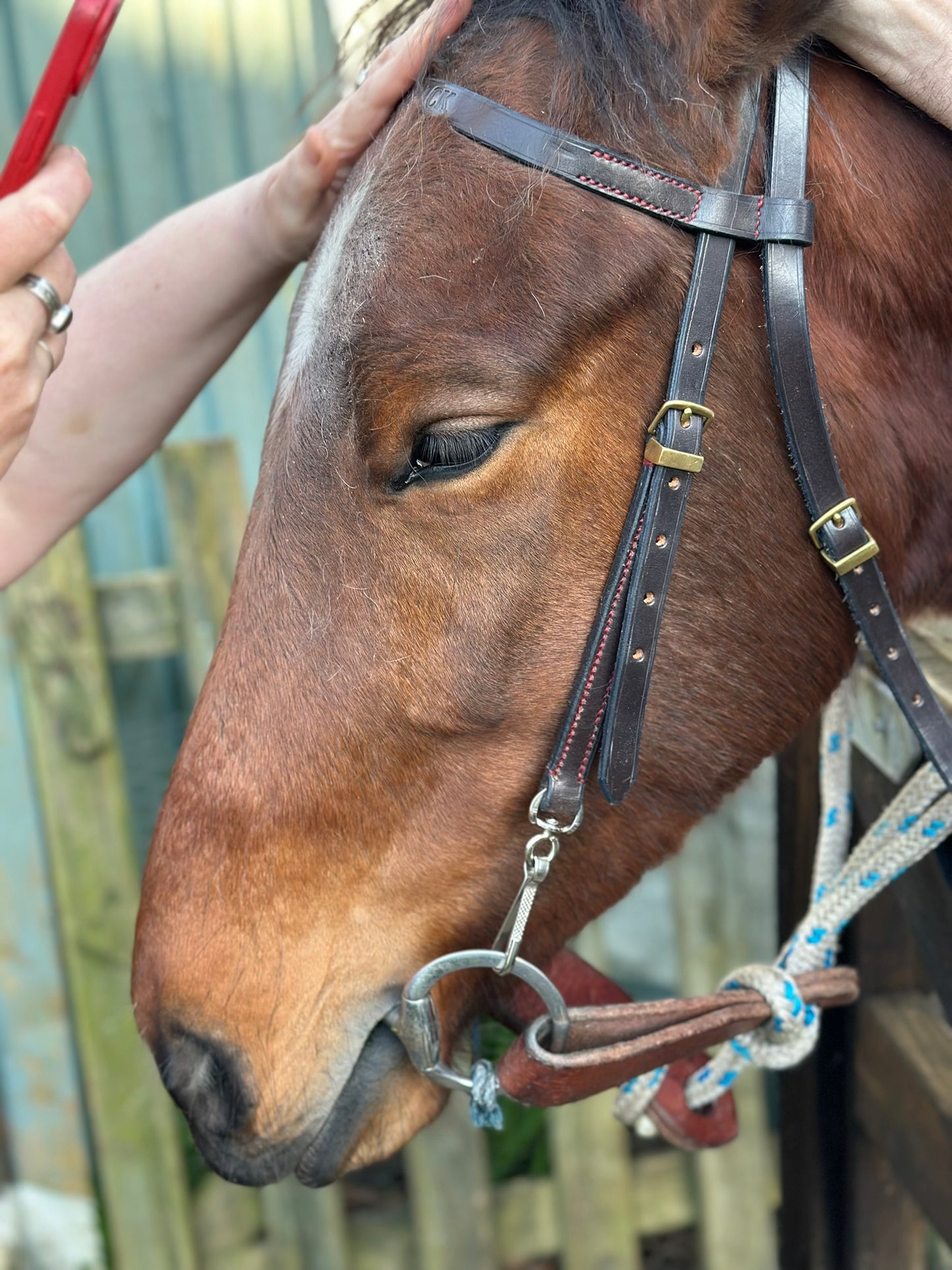 Customised Leather Bridle