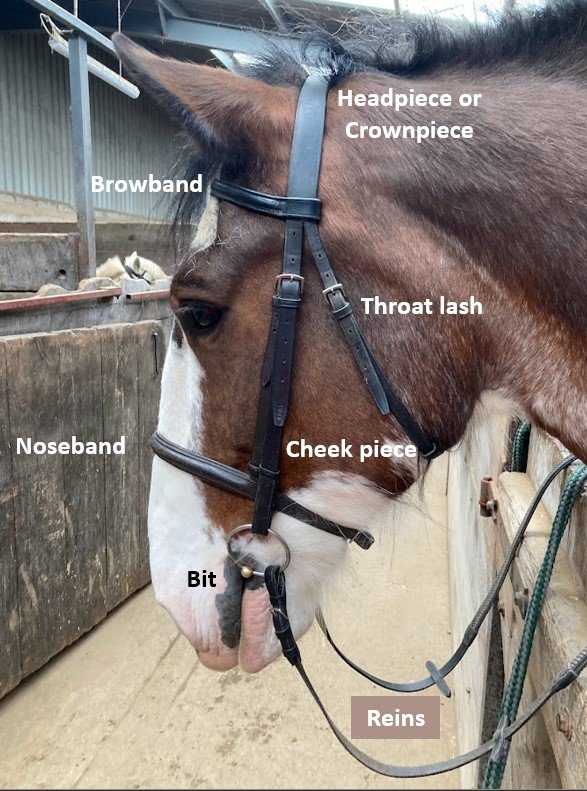 Customised Leather Bridle