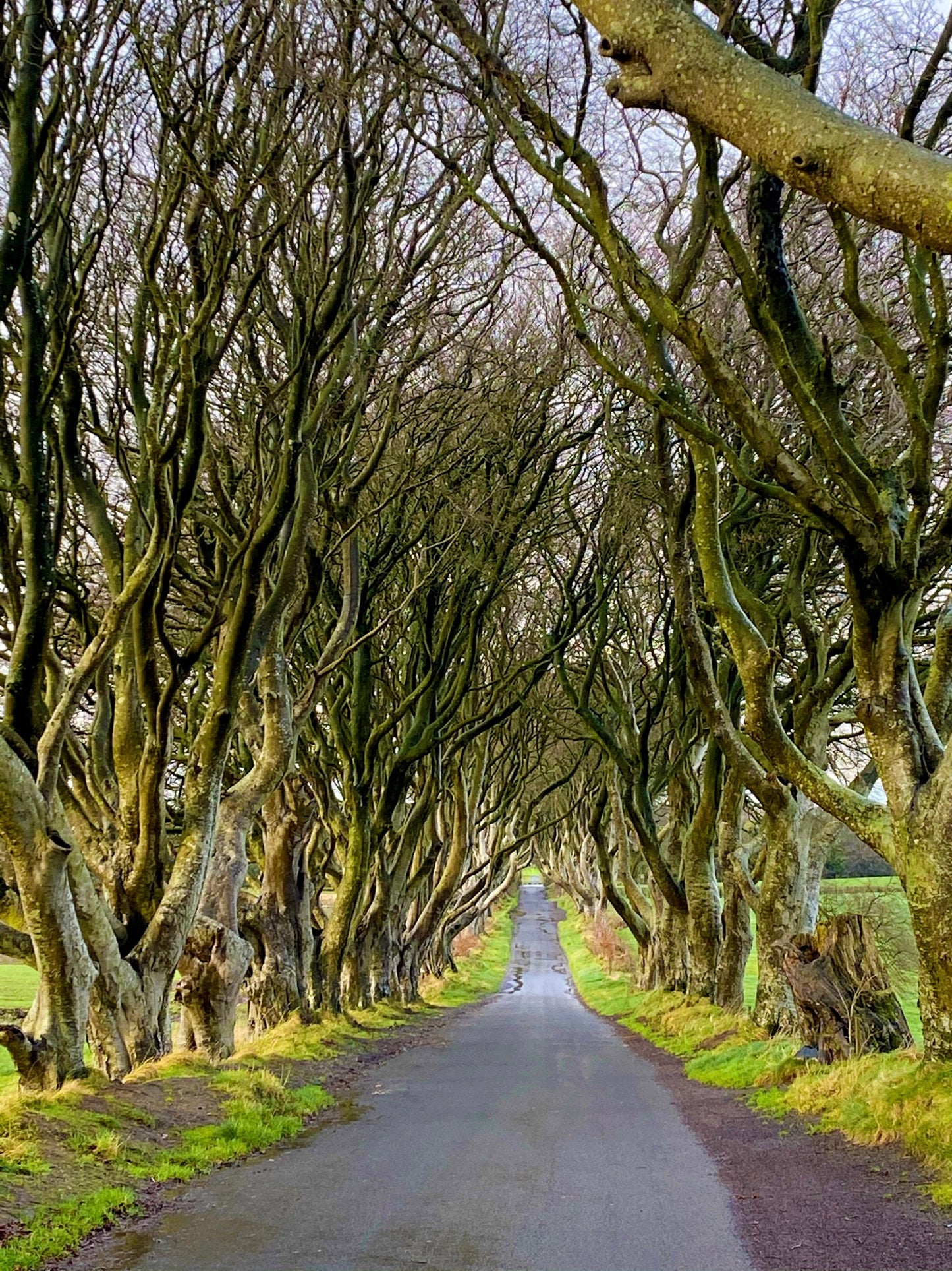 The Dark Hedges Pen! (The Kingsroad) | Silver Gunmetal Twist Ballpoint Pen | Sierra (Cierra) Style | Handcrafted Wooden Pen