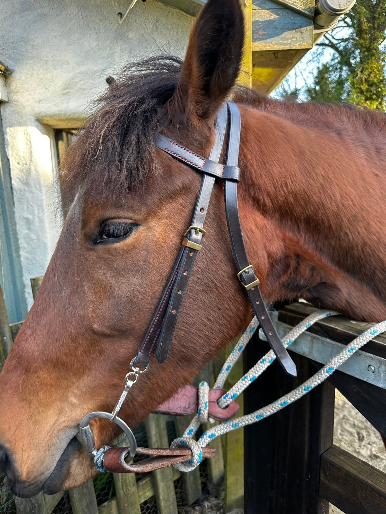 Equestrian