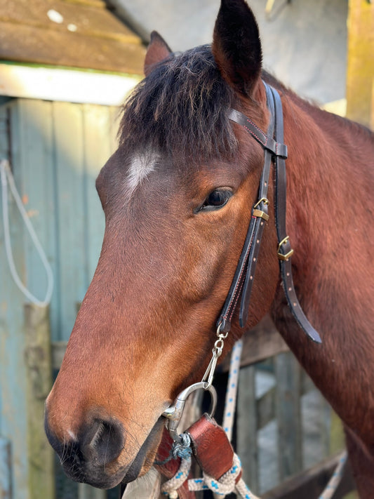 Customised Leather Bridle